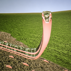 The grass snake